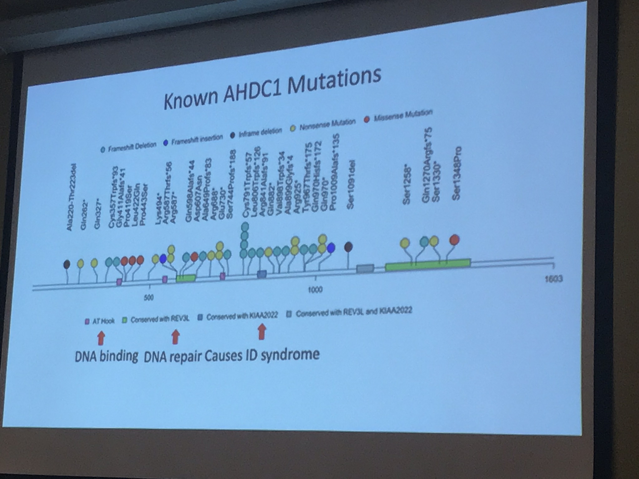 Slide showing information on AHDC1 mutations